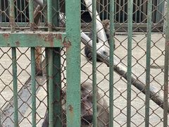 -合肥野生动物园