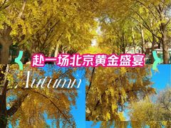 -三里屯东五街银杏大道