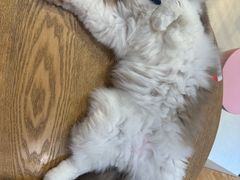 -藏猫猫咖啡主题馆(中央大道店)