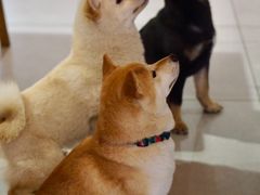 -柴务处·柴犬主题狗咖