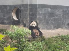 -中国大熊猫保护研究中心雅安碧峰峡基地