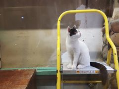-猫咪博物馆(顶澳仔猫街店)