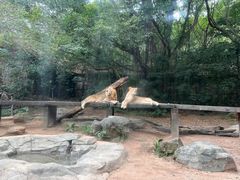 -广州长隆野生动物世界