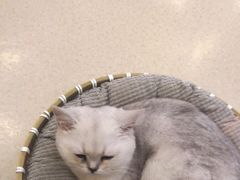 -共舞时光猫咖·狗咖(新街口店)