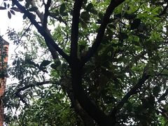 -一品牛鲜潮汕牛肉火锅(茶花园店)