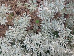 -西北湖绿化广场