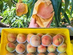 -老袁家蜜桃农场·阳山水蜜桃