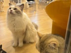 -有喵·猫咖·狗咖·30几只猫10只小狗(岗厦店)