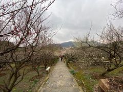 -香雪海