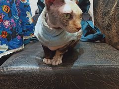 -猫色咖啡·猫咖