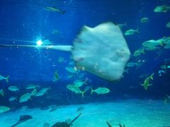 -烟台海昌鲸鲨海洋公园