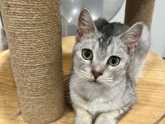 -楼上猫咖(罗湖店)