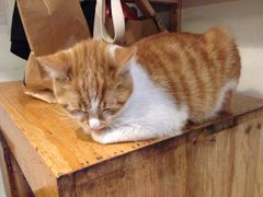 iphone_upload_pic-猫的天空之城概念书店(西塘古镇店)