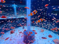 -海合安成都极地海洋公园