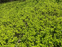 -昆山城市生态森林公园