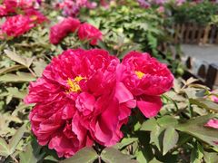 -莲花池公园