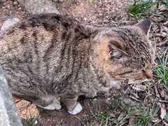 -普陀山慧济禅寺
