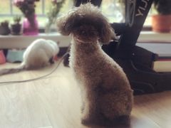 -康乐宝动物医院