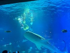 -烟台海昌鲸鲨海洋公园