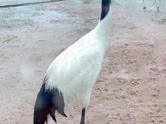 -盐城丹顶鹤湿地生态旅游区