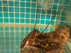 水产区-隐炉和牛烧肉店(群力店)