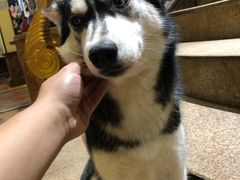 -more than meow吴止猫主题餐厅(承德 中船汇店)