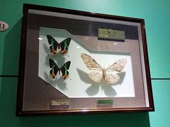 -上海昆虫博物馆