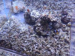 -沙沙哗啦海洋馆(华宇百花谷店)