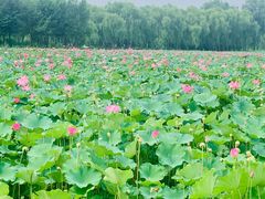 -东郊湿地公园