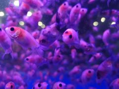 -中环花鸟鱼虫市场