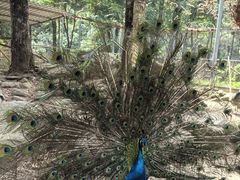 -姑婆山旅游区