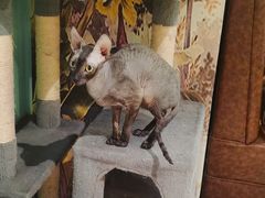 -猫小院猫主题餐厅(三里屯店)