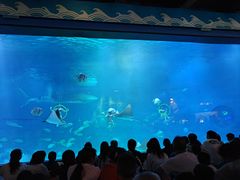 -烟台海昌鲸鲨海洋公园