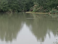 -桤木河湿地公园