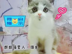 -70cat德文卷毛猫·缅因猫纯种猫舍