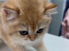 -心仪动物医院·牙专科·肿瘤·心脏科(西客站院)