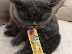 -柚子猫舍·精品猫舍购猫·猫咪认养·购宠·宠物店