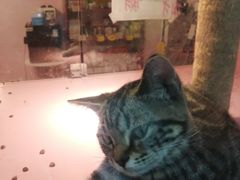 -三花喵·撸猫购宠·宠物生活馆(虹桥南丰城店)