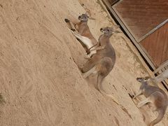 -泉州海丝野生动物世界