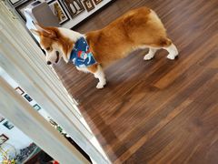 -柯斗斗主题餐厅·狗咖·围炉煮茶·茶饮(国瑞升平里店)