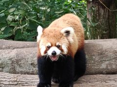 -都江堰中华大熊猫苑