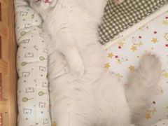 -东方名猫馆·英短金渐层布偶猫舍(环线广场1号楼店)