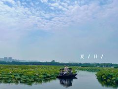 -荷塘月色湿地公园·向阳花洲