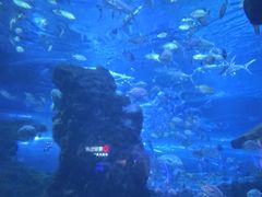 -海合安武汉极地海洋公园