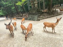 -奈良公园