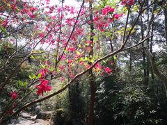 -玉苍山国家森林公园