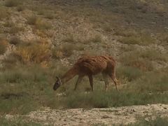-新疆天山野生动物园