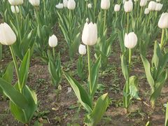 -长春公园(普阳街道)