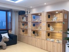 -猫十亿·布偶金渐层·曼基康矮脚猫舍(青年路店)