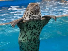 -芜湖新华联大白鲸海洋公园